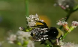 fuzzy bee pollinating a flower