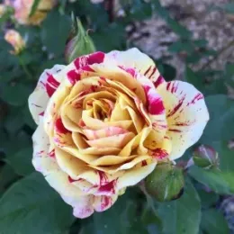 Pale yellow rose with stripes and speckles of maroon color