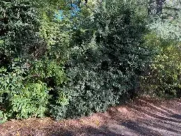 Hedgerow of Korean Spice Viburnum, Arbutus (Strawberry Tree), Carolina Laural Cherry, and deciduous flowering Quince