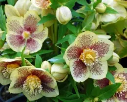 A cluster of Hellebore ‘Golden Sunrise’ blooms with soft yellow petals and rich red speckling around golden centers, surrounded by fresh green foliage.