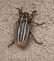 Closeup image of Polyphylla decemlineata, a brown, oval-shaped 1 inch beetle with 10 white stripes running down a brown back.