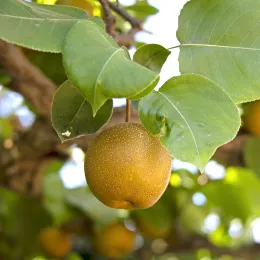 asian pear in a tree