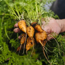 a hand holding carrots covered in soil