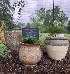 Manzanita thriving in a container.