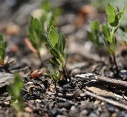 Manzanita sprouts emerging