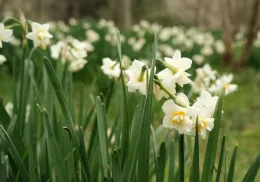 The field filled with blooming narcissus. The flowers have soft white petals with touches of yellow in the center, and they grow on tall, slender green stems. 