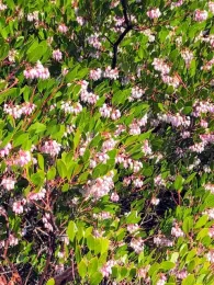 California Native Manzanita blooming with clusters of light pink flowers shaped like a little bells.