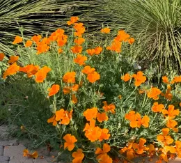 California Poppies