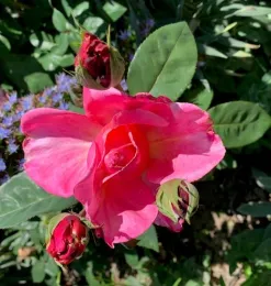 Blooming pine rose with two buds