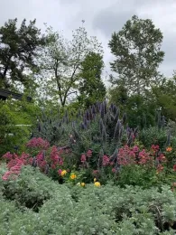 Front yard view with blooming different California Native Plants