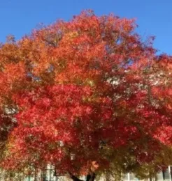 Red Push Pistache Tree
