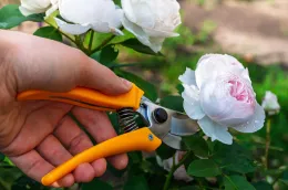 Hand with pruners cutting white rose flower from the bush