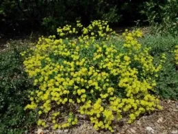 Sulphur Buckwheat bush flowering with yellow flowers