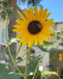 Sunflower with a bee on its petal