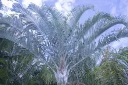 Chrysalidocarpus x pembacaryi, canopy of gray leaves.