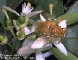 Adult male Valley Carpenter Bee sits on the citrus tree flower