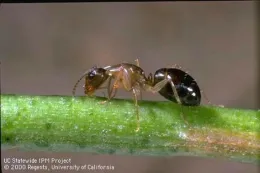 an ant climbs across a piece of vegetation