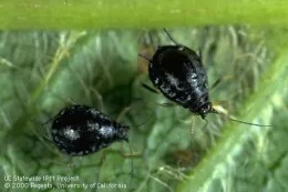 two black aphids on a green leaf