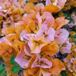 a bougainvillea bush covered in vibrant clusters of papery bracts. The colors blend beautifully from warm orange to soft pink, creating a layered, almost watercolor‑like effect. 