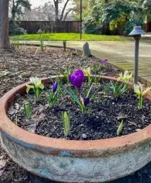 A container of Giant Crocus and miniature Irises blooming before the trees have their new leaves.
