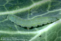 Cabbageworm larva on the cabbage leaf