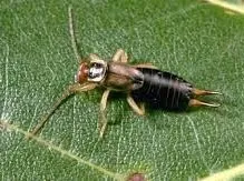 Earwig on the leave