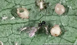 wasp emerges among exoskeletons of aphids
