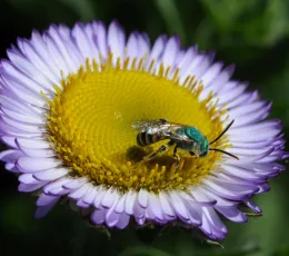 Green metallic Sweat Bee seat on the seaside daisy flower