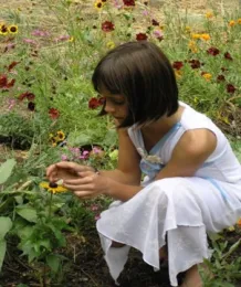 kindergarten child admires a zinnia in the garden