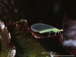 adult lacewing has translucent wings