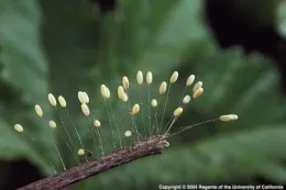 a single tiny white egg sits atop each of a cluster of ultrafine hairs