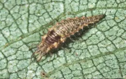 lacewing larvae resembles a spikey crawling worm