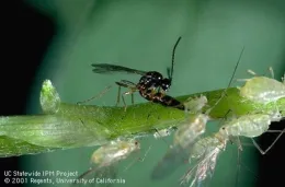 wasp depositing its egg inside an aphid's body
