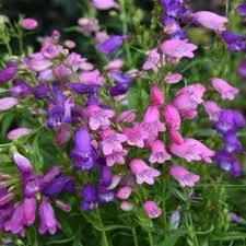 Blooming Penstemon mexicali