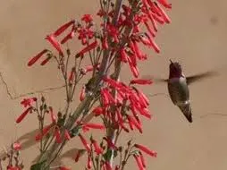 Hummingbird hovering over Scarlet bugler red tubular flowers