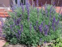A full silver bush lupine with tall green stems and abundant purple flower spikes growing in front of a brick building.