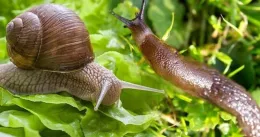 Snail and Slug on the green leaves