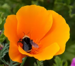 California poppy and bumblebee