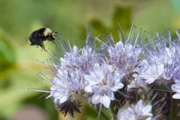 Phacelia and yellow faced bumble bee