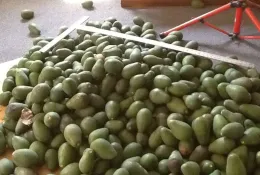 a large basin of avocados