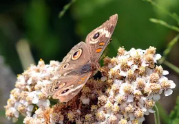 Buckeye butterfly on Yarrow