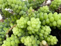 Burro's Tail plant, with a cluster of plump, light‑green beadlike leaves trailing stems, giving the plant a soft, rounded, cascading look.
