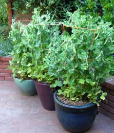 Crunch Snap Peas Growing in Containers