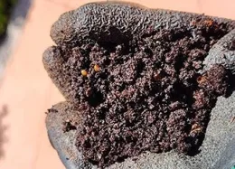 Finished worm castings Photo Charlotte Lee