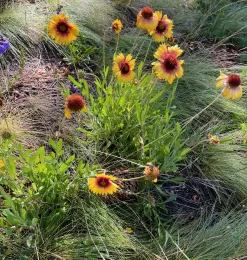 Gaillardia, or blanket flowers, in bloom in the Lake Tahoe Basin, late June 2026