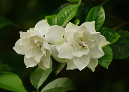Gardenia plant with 2 flowers