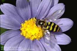 Hoverfly on purple aster