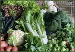 The image shows a colorful, fresh assortment of vegetables displayed together. You can see leafy greens like lettuce and bok choy, as well as broccoli, cauliflower, Brussels sprouts, and turnips. There are also some root vegetables such as onions in the corner. 
