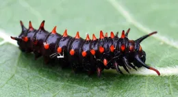 Pipvine Swallowtail Caterpillar