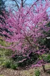 The redbud tree is covered in bright pink blossoms, with thin branches spreading out in all directions. It stands in a garden setting with greenery around it, creating a vivid spring scene.